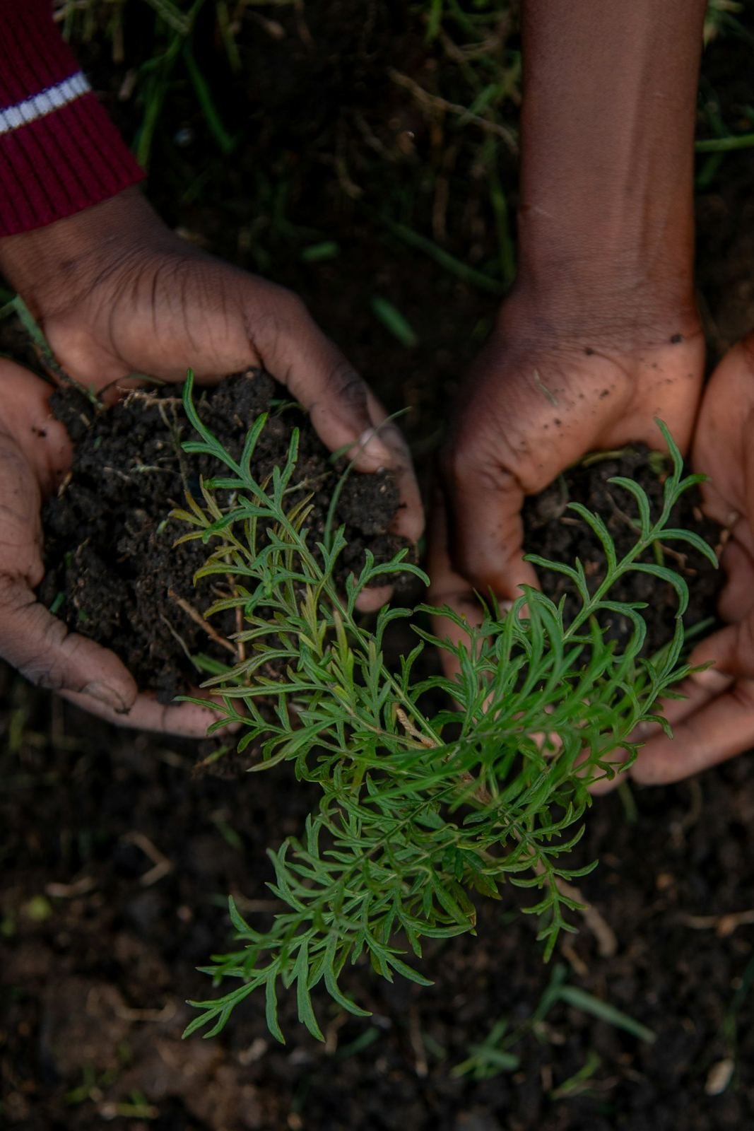 Two pairs of hands cupping dark soil around a young green seedling