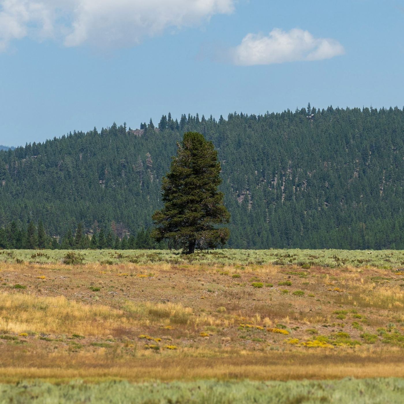 A lone evergreen standing in a golden meadow, a forested hillside rising behind it